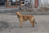 В Городокском районе бродячая собака напала на девочку в приюте. На воспитателя завели дело